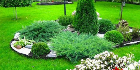 Jak používat jehličnany v krajinářském designu?